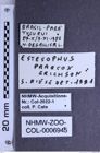 Etiketten zu Esthesopus praecox (Erichson, 1840) (NHMW-ZOO-COL-0006945)